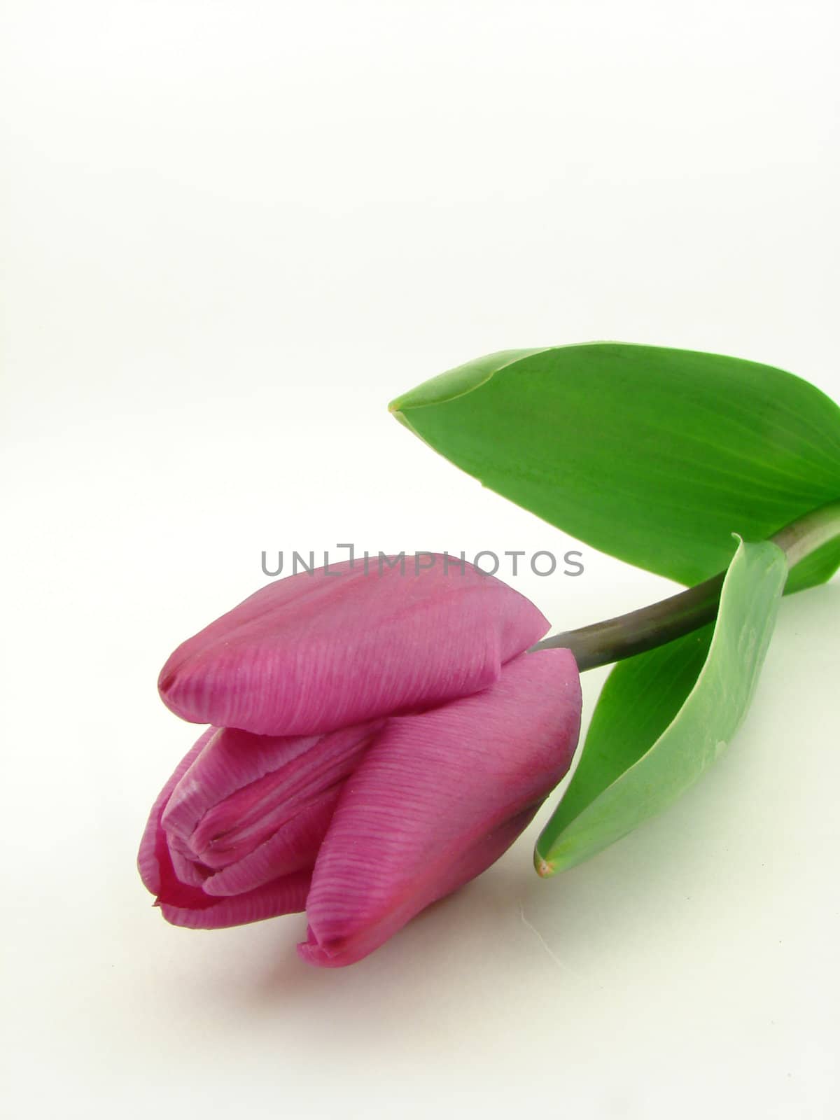 Violet tulip isolated over white.