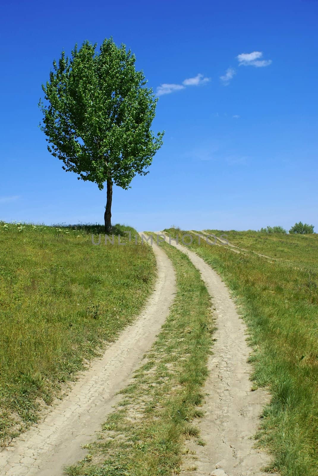 dirty road tree - green fields, paths, the blue sky, mountain