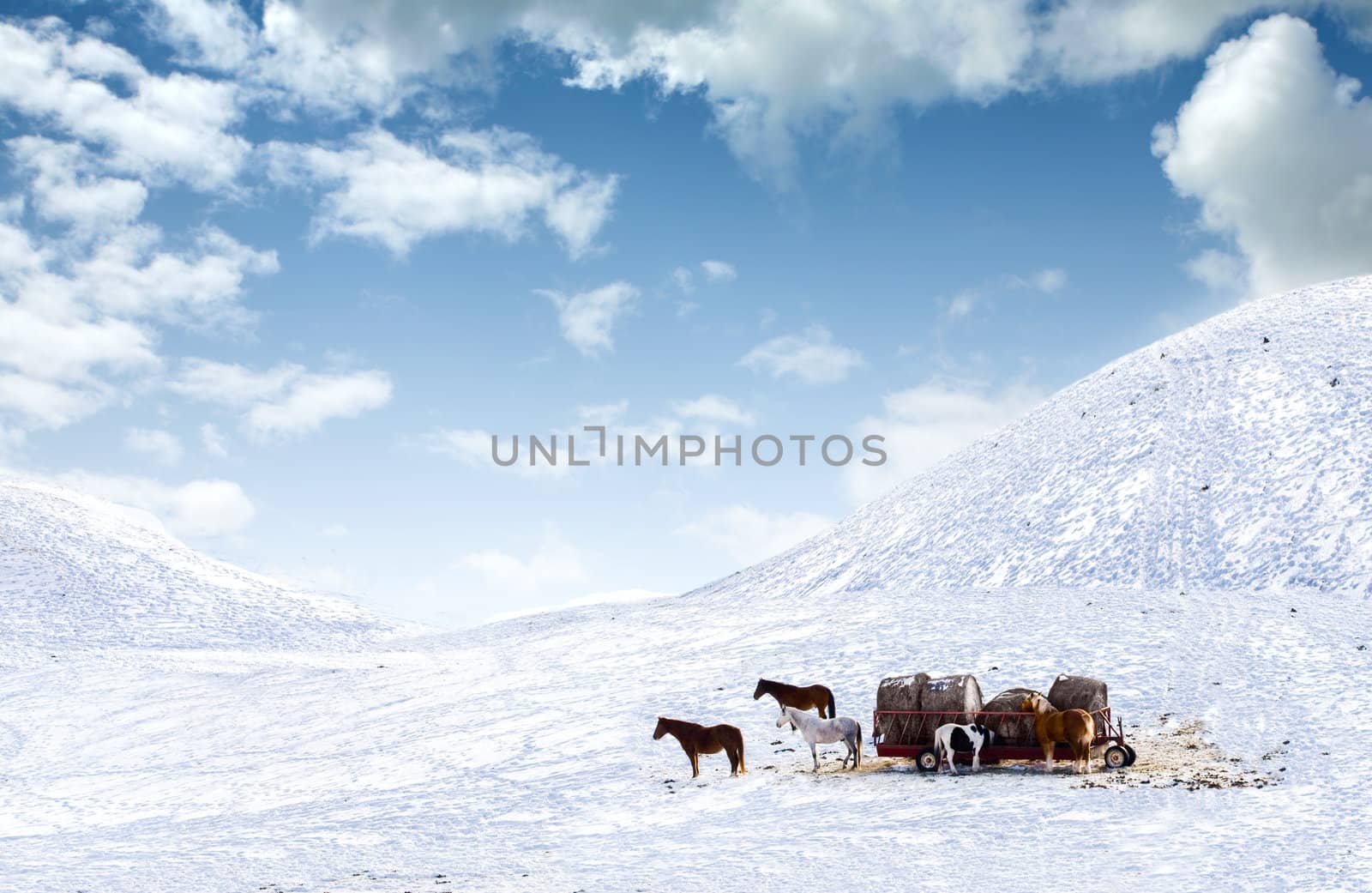 Horses out on snow covered field by jarenwicklund
