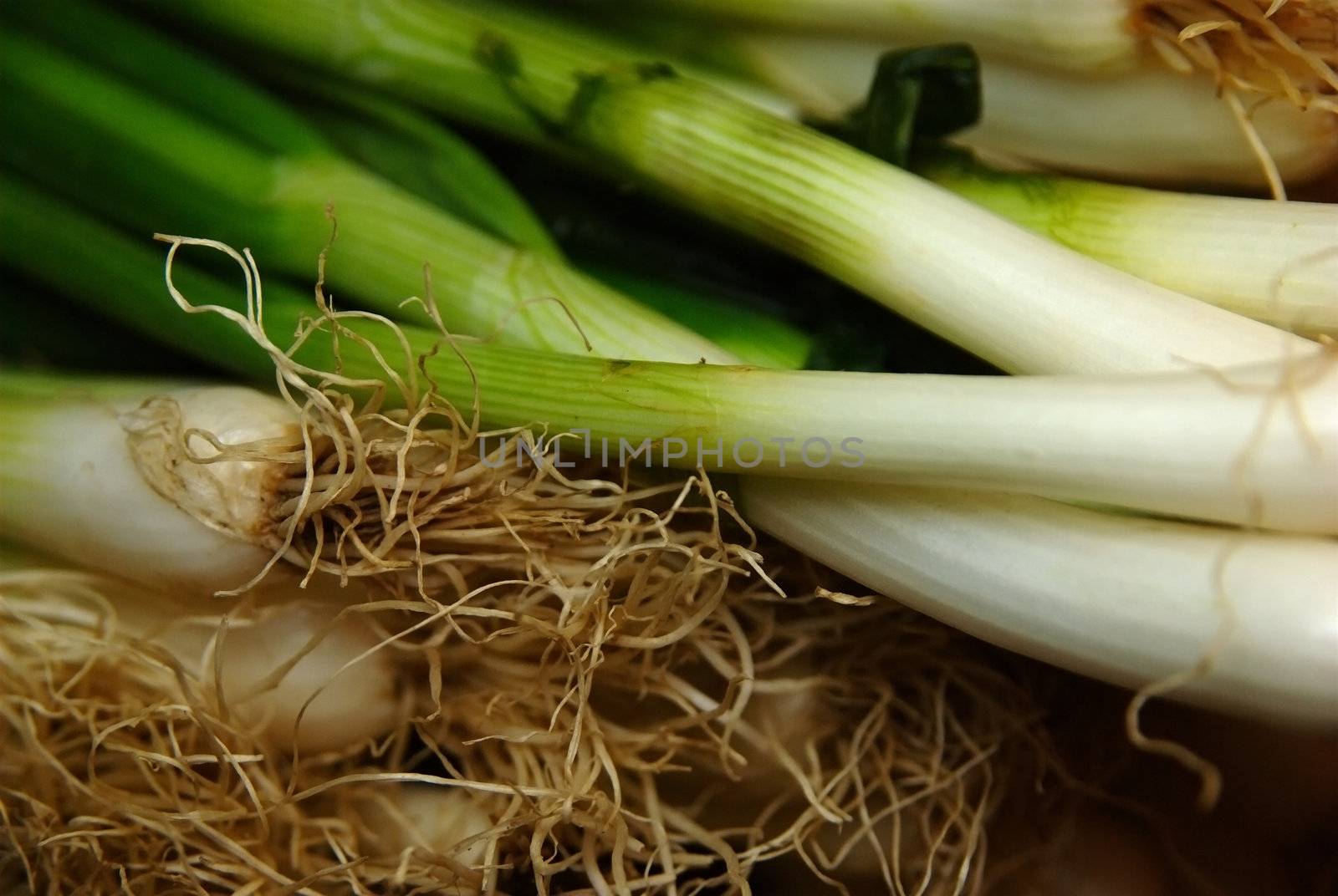 Spring onion close up with focus on root