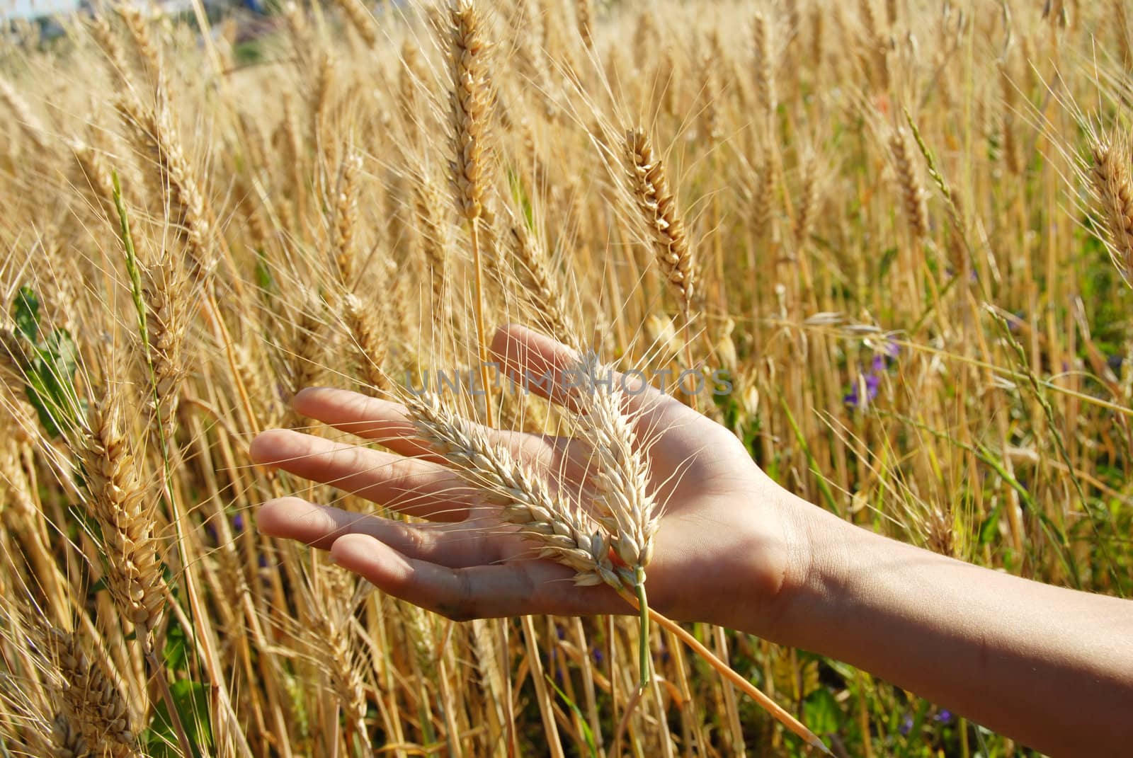 ripe wheat ears on hand on field
