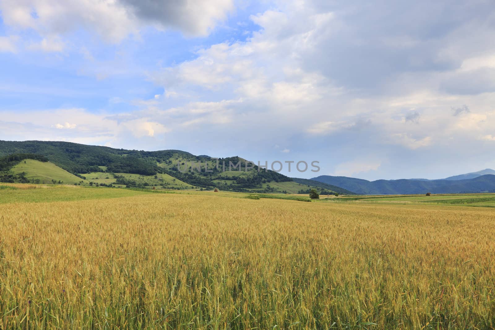 Image of a wheat field in summer.