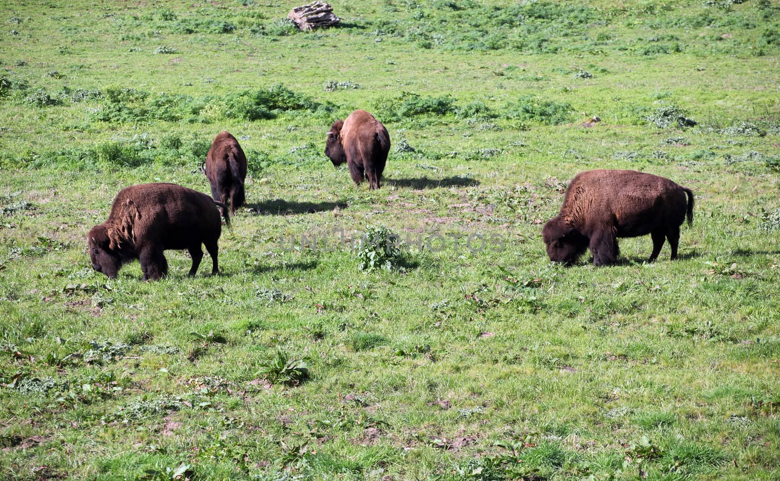 Buffalos grazing in the grass.