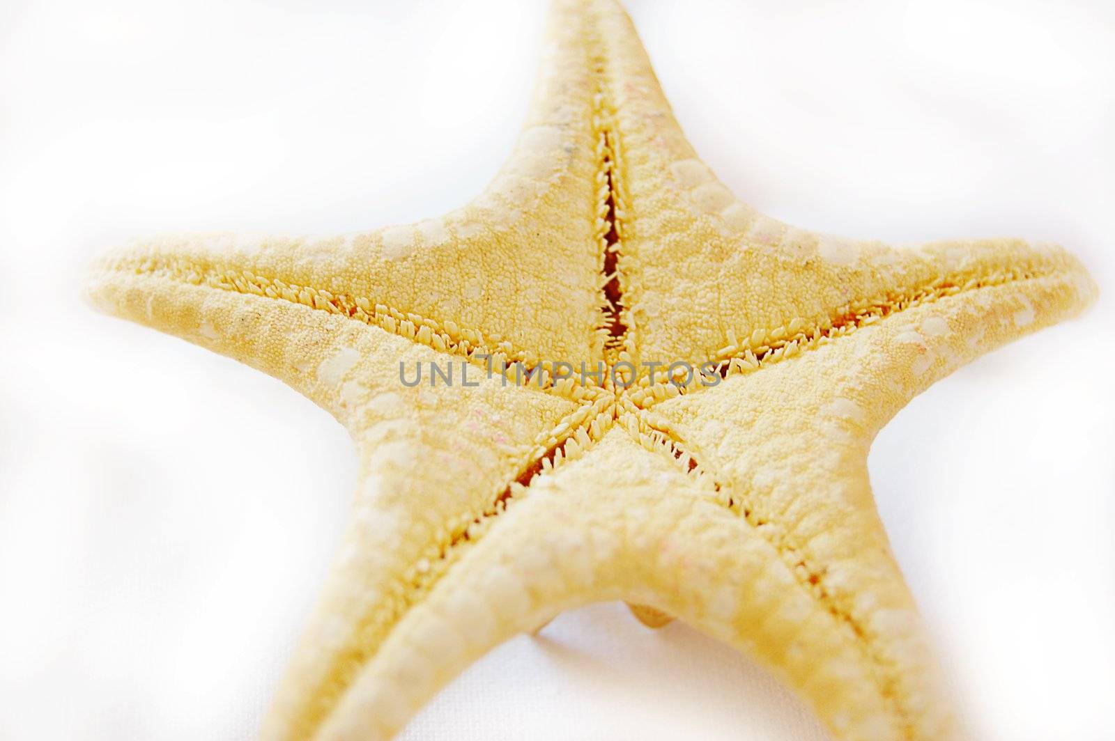 Starfish by Angel_a