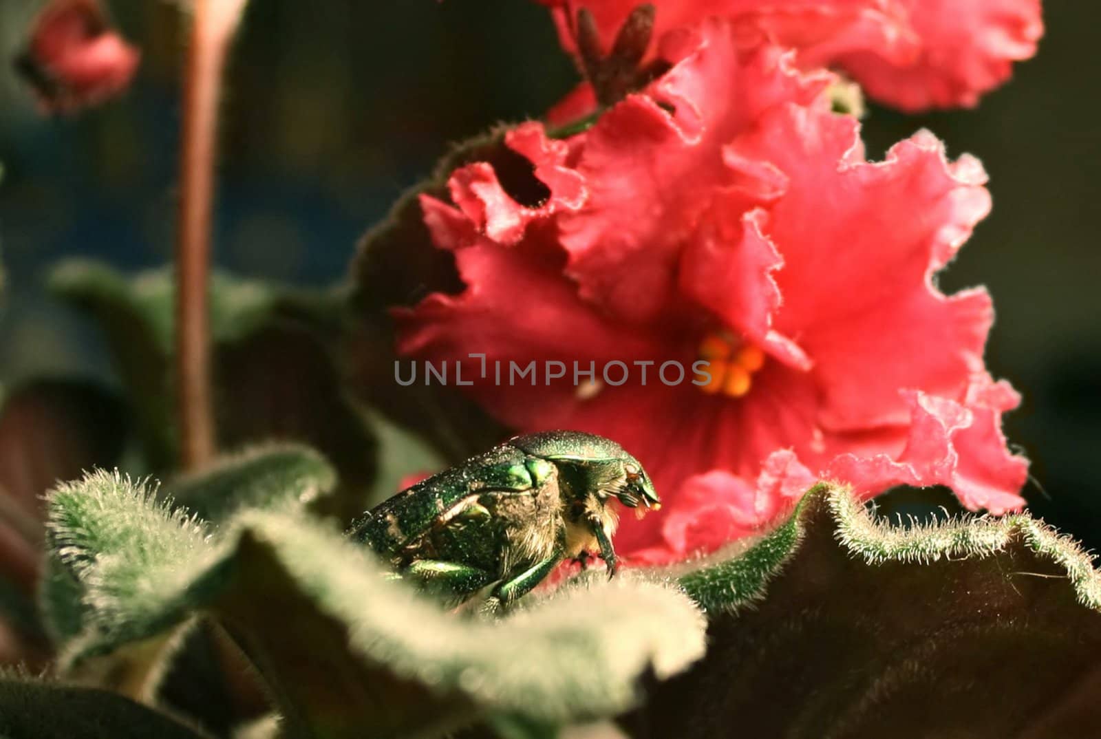 The bug on a sheet of a violet.