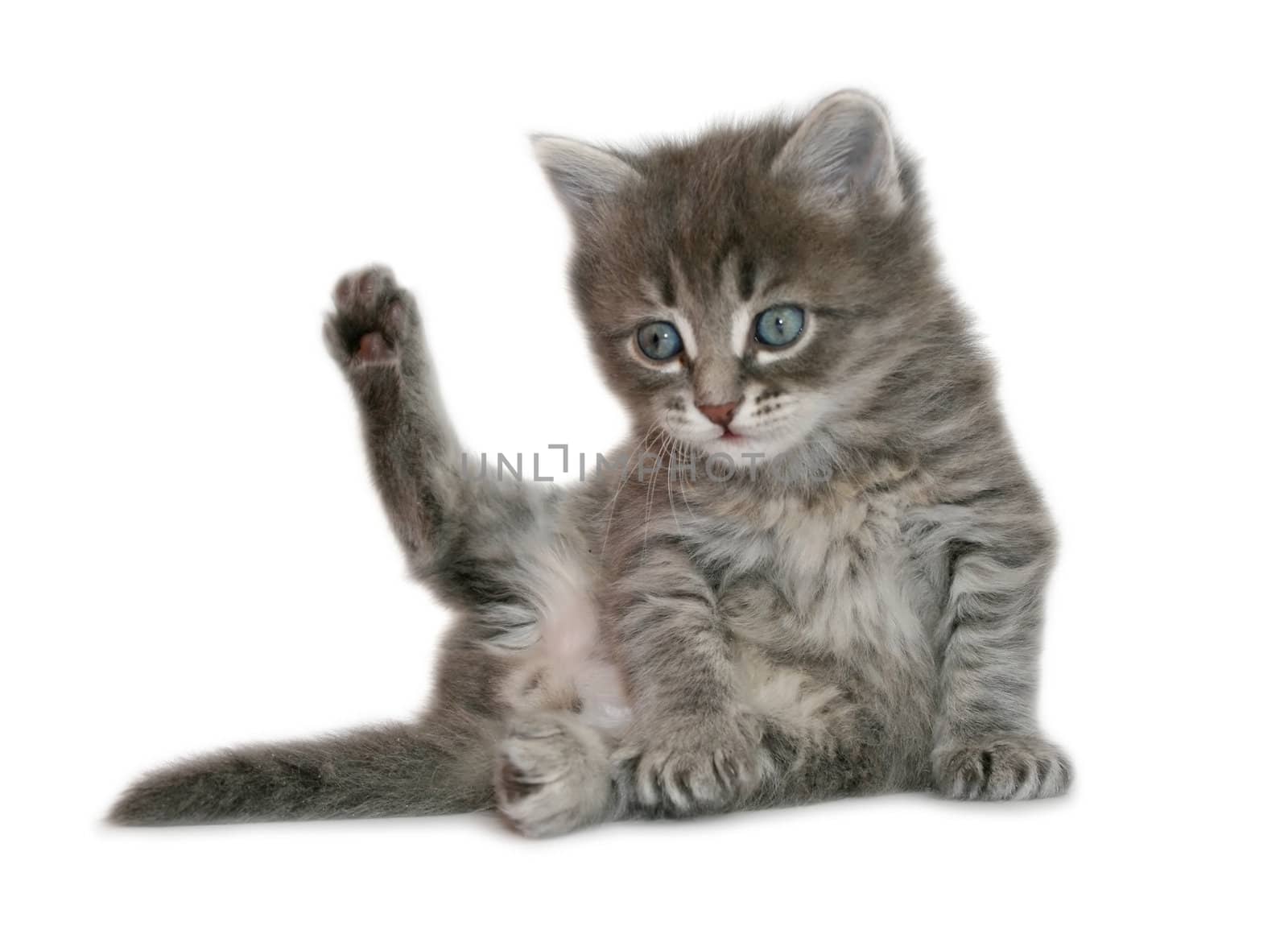 Small kitten on a white background.