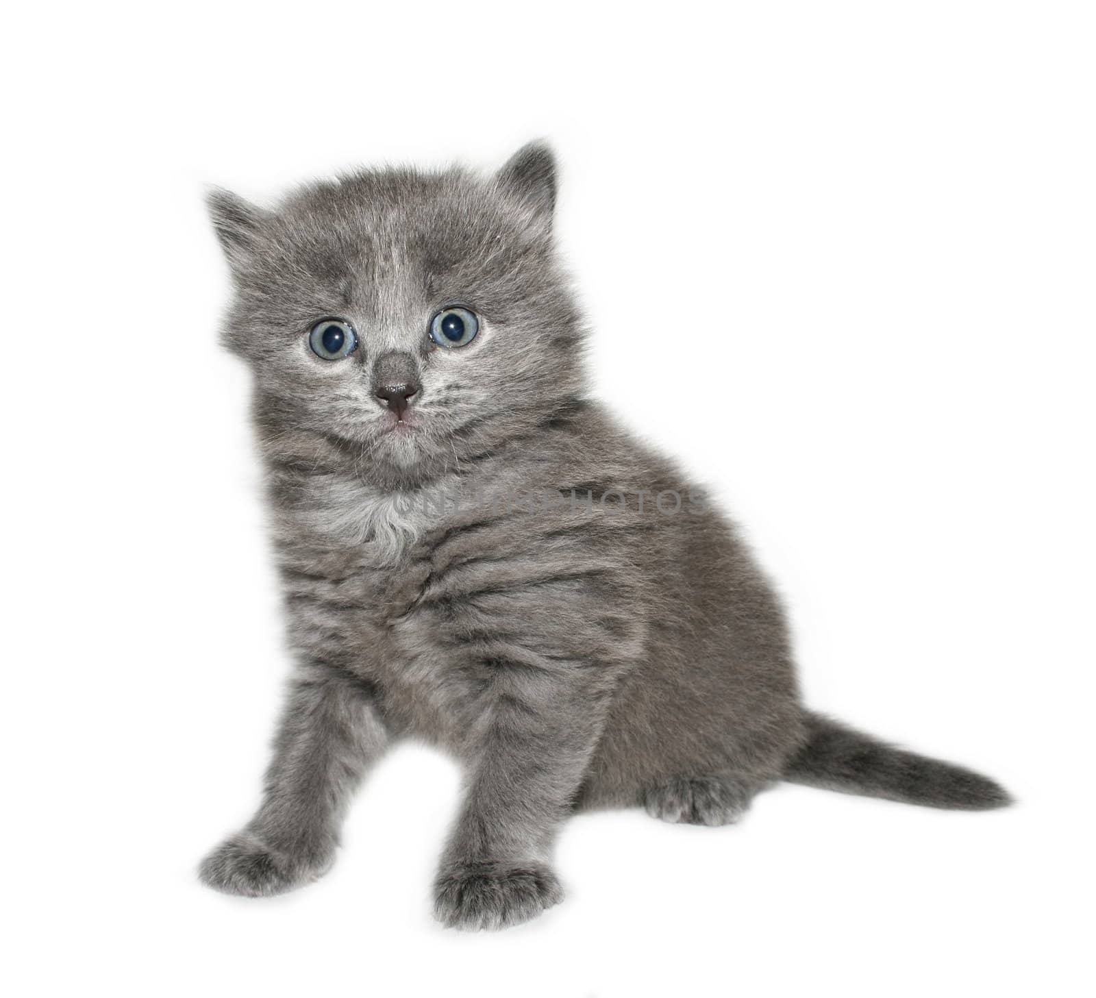 Small kitten on a white background.