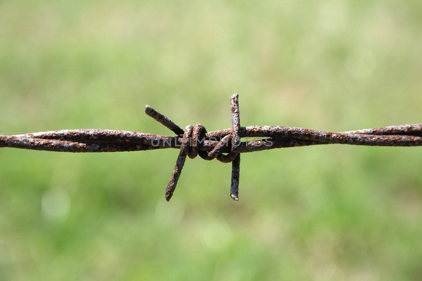 Closeup of rusty barbed wire fence in the field.
