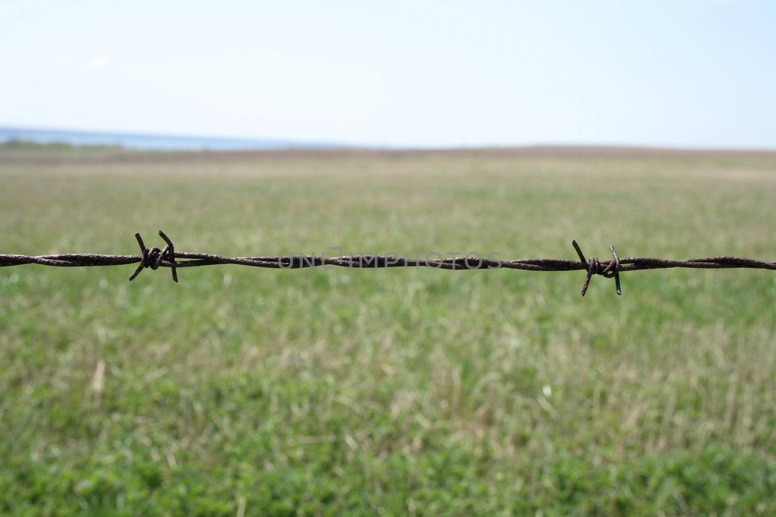 Rusty barbed wire fence detail. Shallow depth of field with green blurry field in the background.