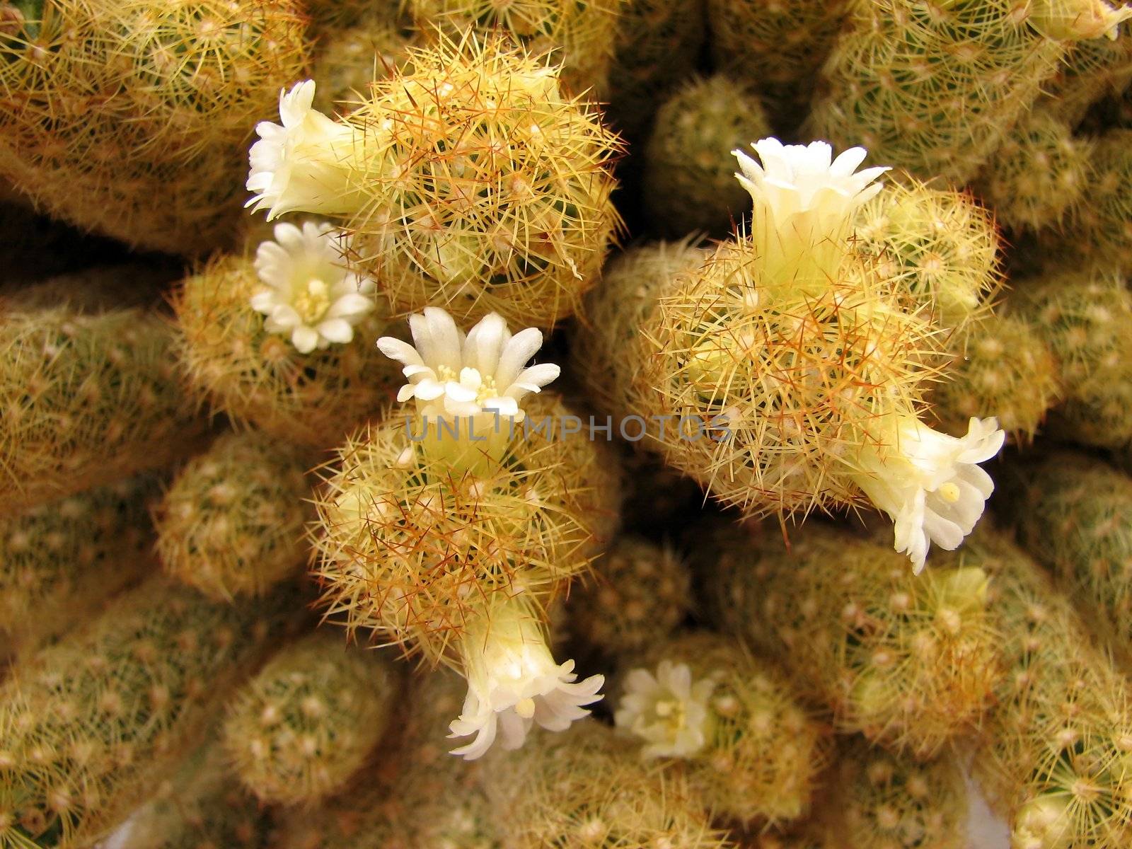 Prickly beauty - closeup of a blooming cactus.