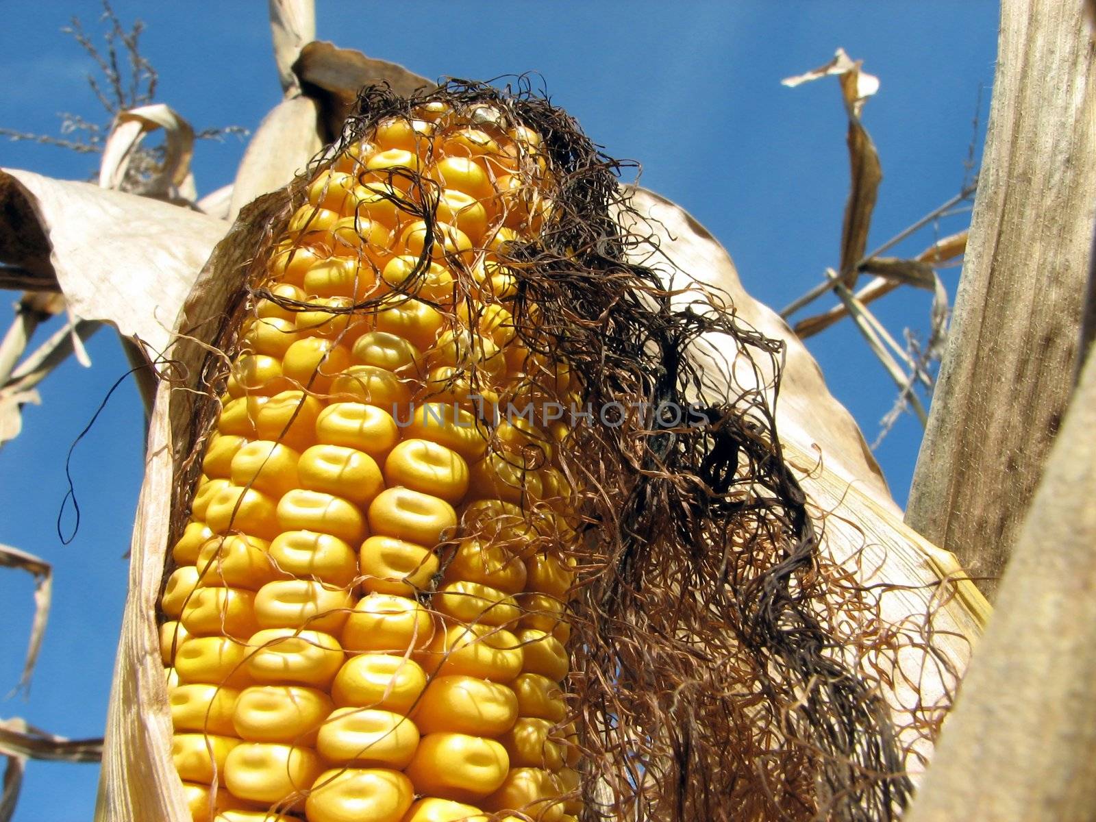 Ripe golden corn in the cornfield, on the blue sky background.