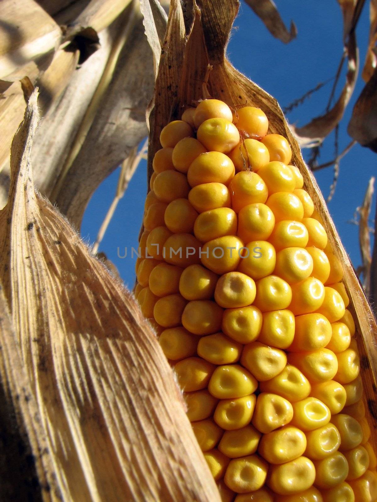 Closeup of a corn cob in the cornfield.
