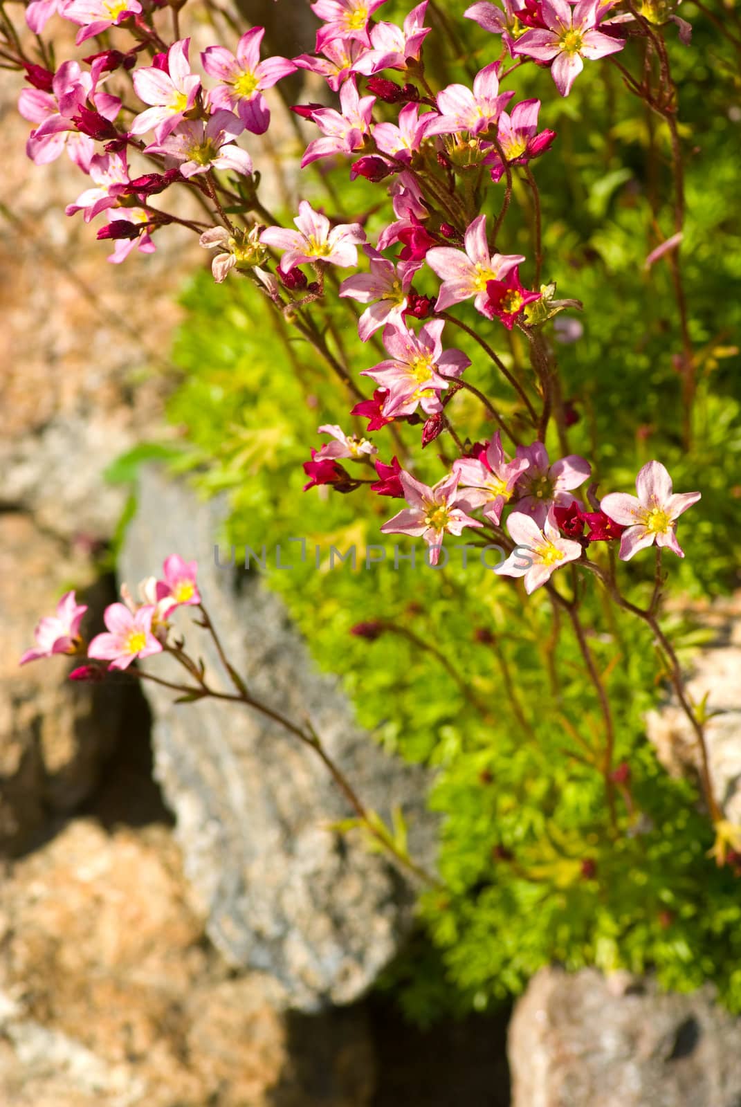detail pretty flower on rock garden