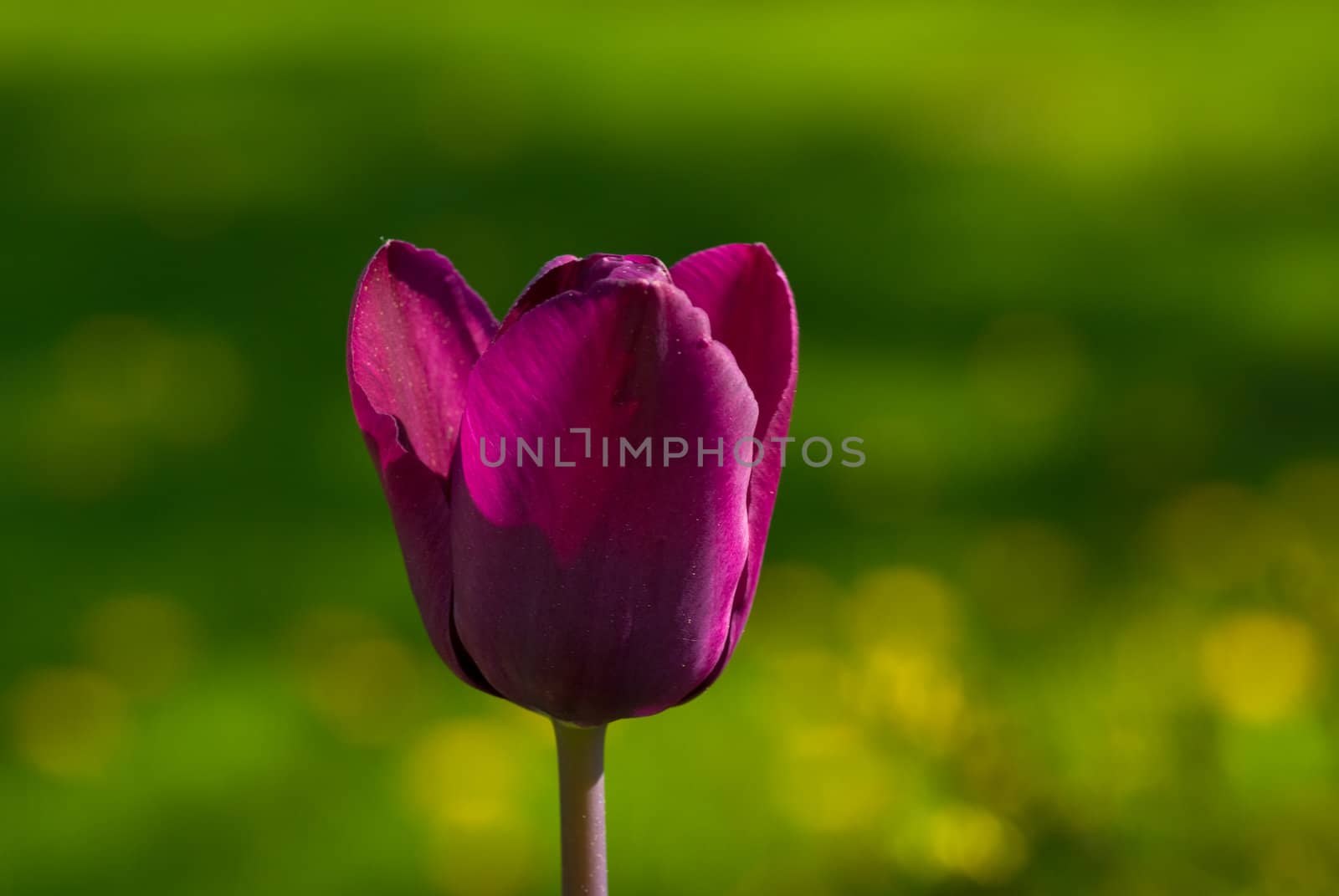 tulip in garden