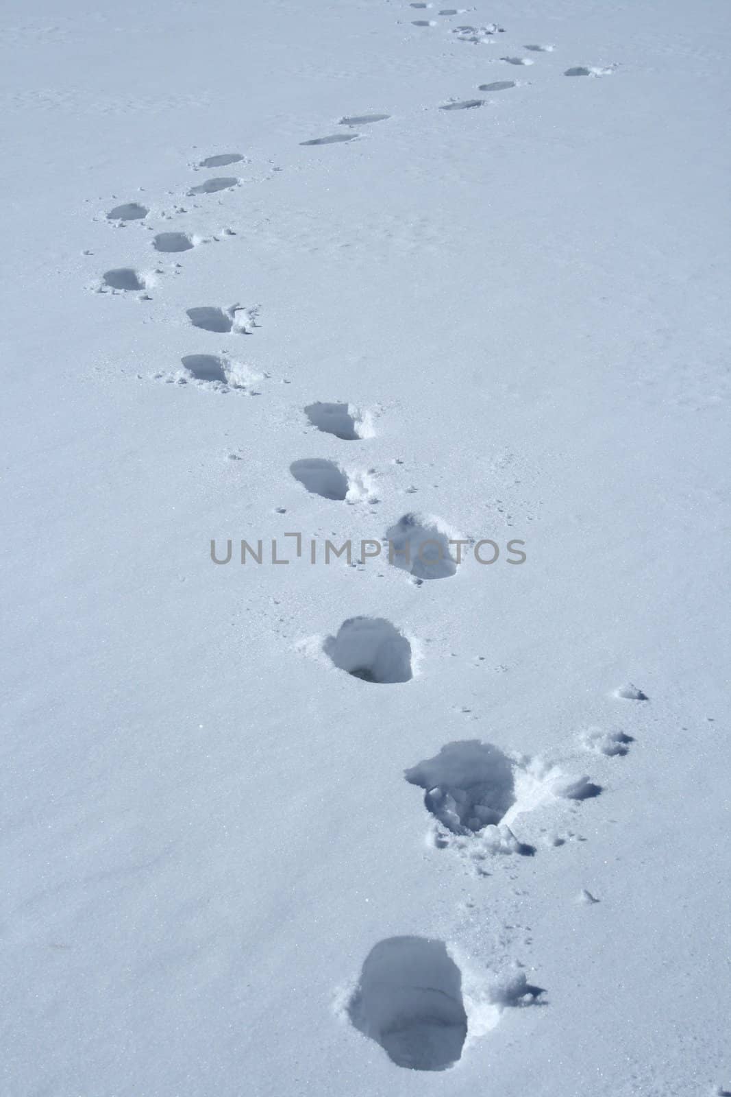 Footprints in the snow making a wavy path.