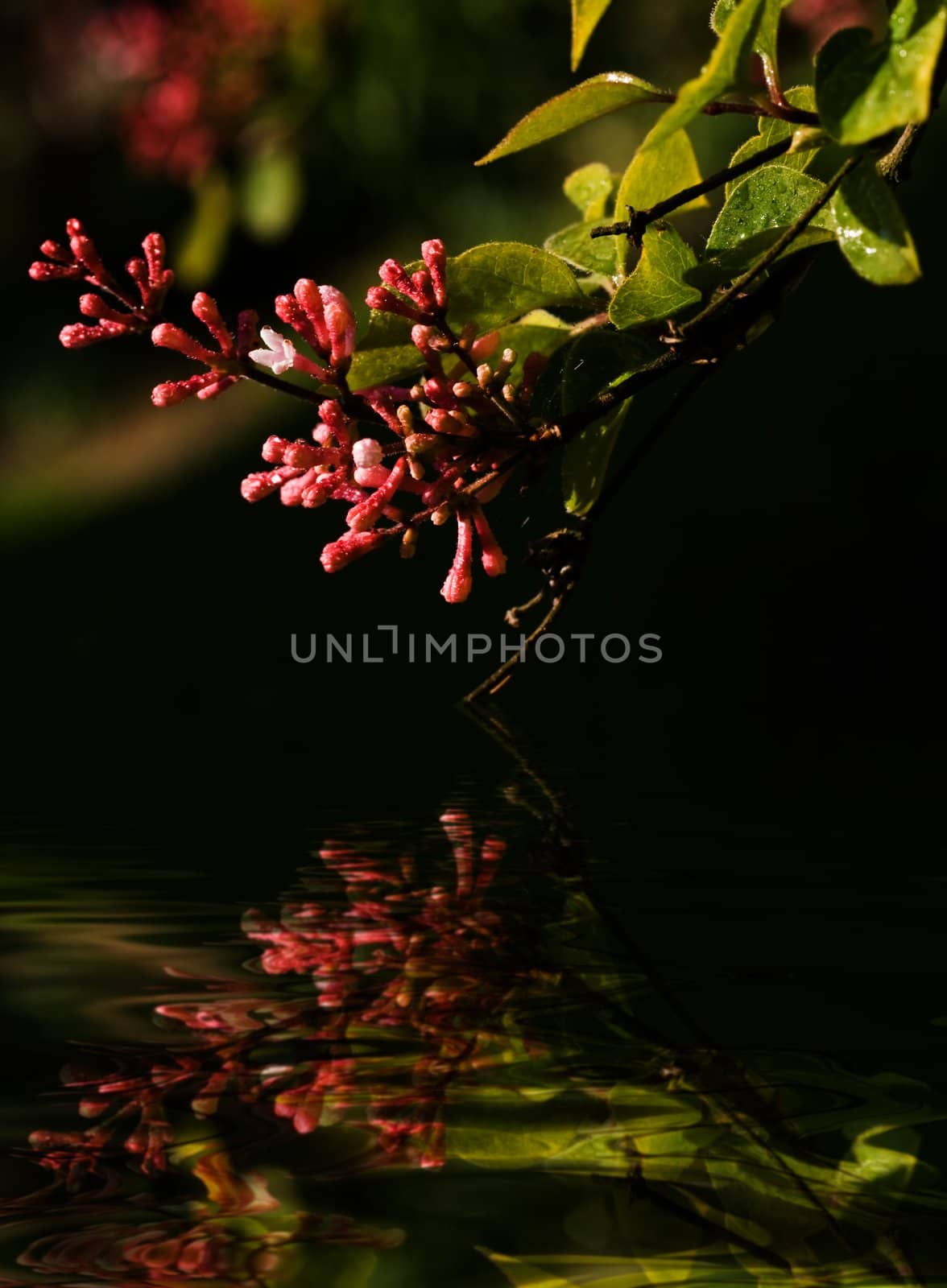 Branch of tiny pink syringa flowers in spring with reflection in water