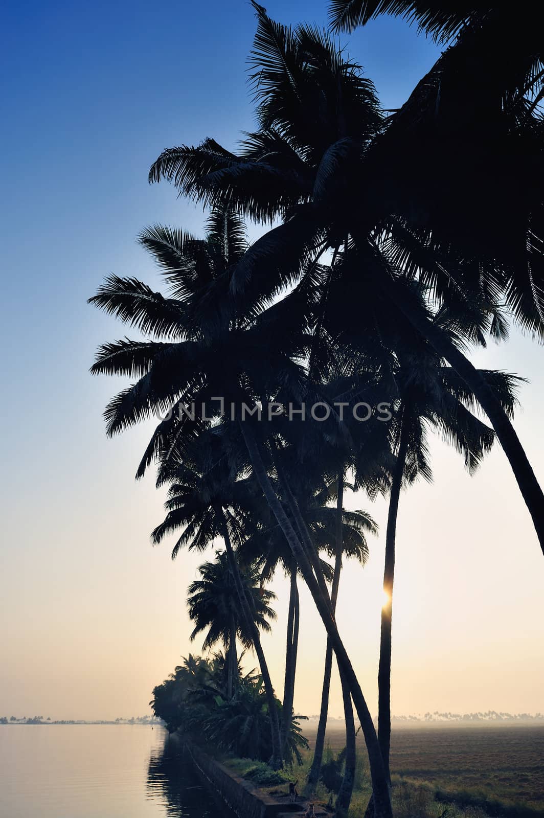 Black palm trees silhouette on the ocean coast