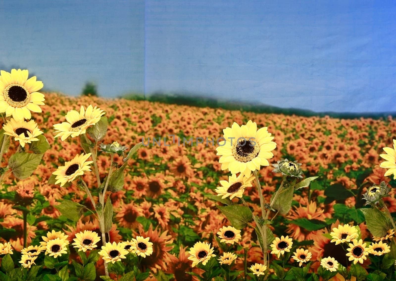 artificial Sunflower background with blue textile