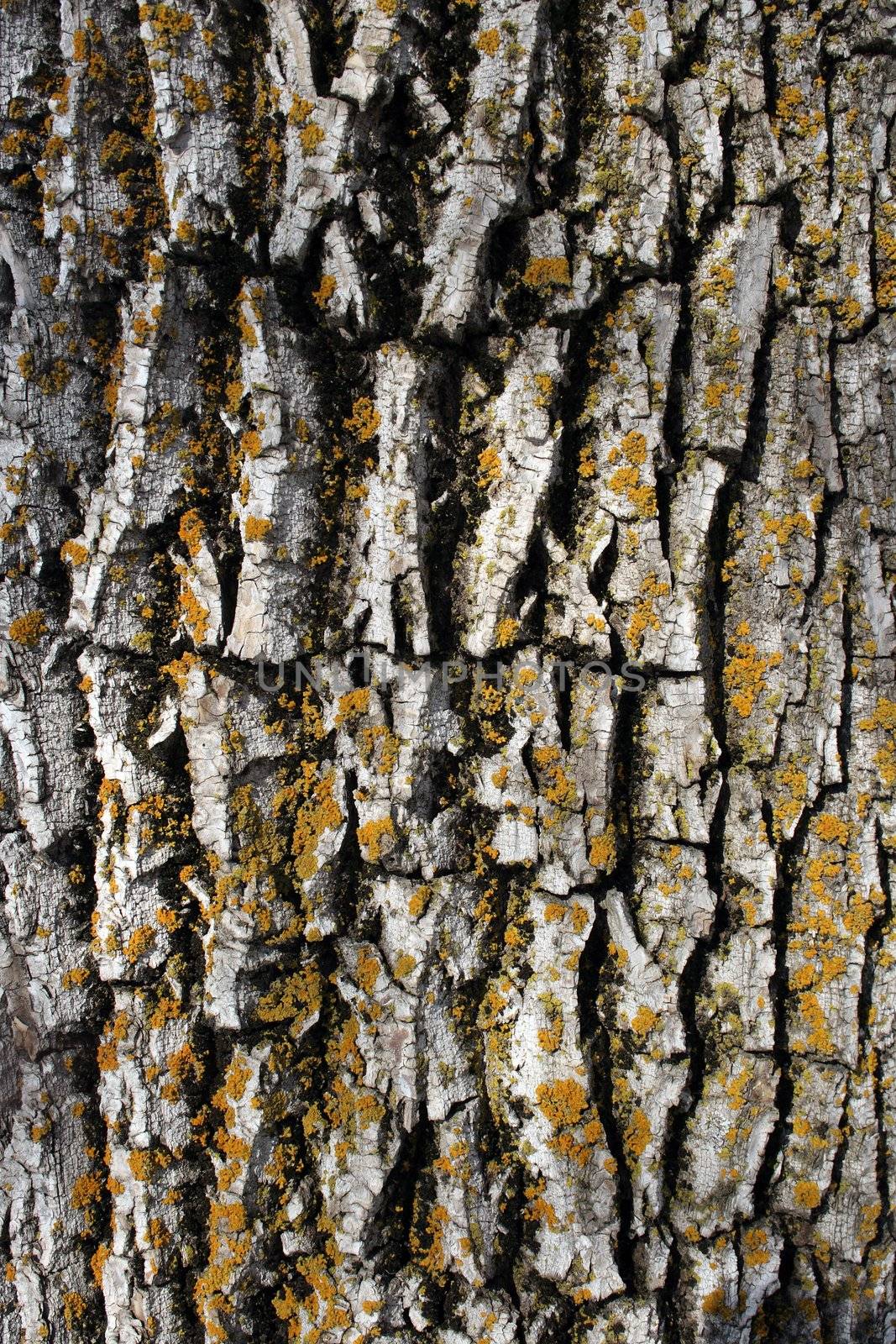 Mossy bark background by anikasalsera
