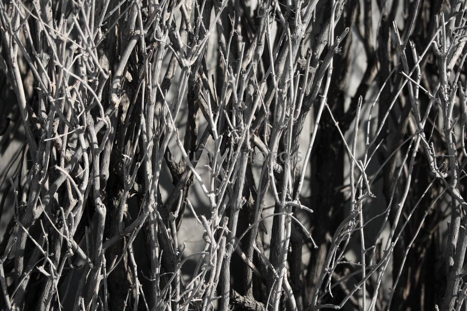 Dense branches of a bush. Shrub background.