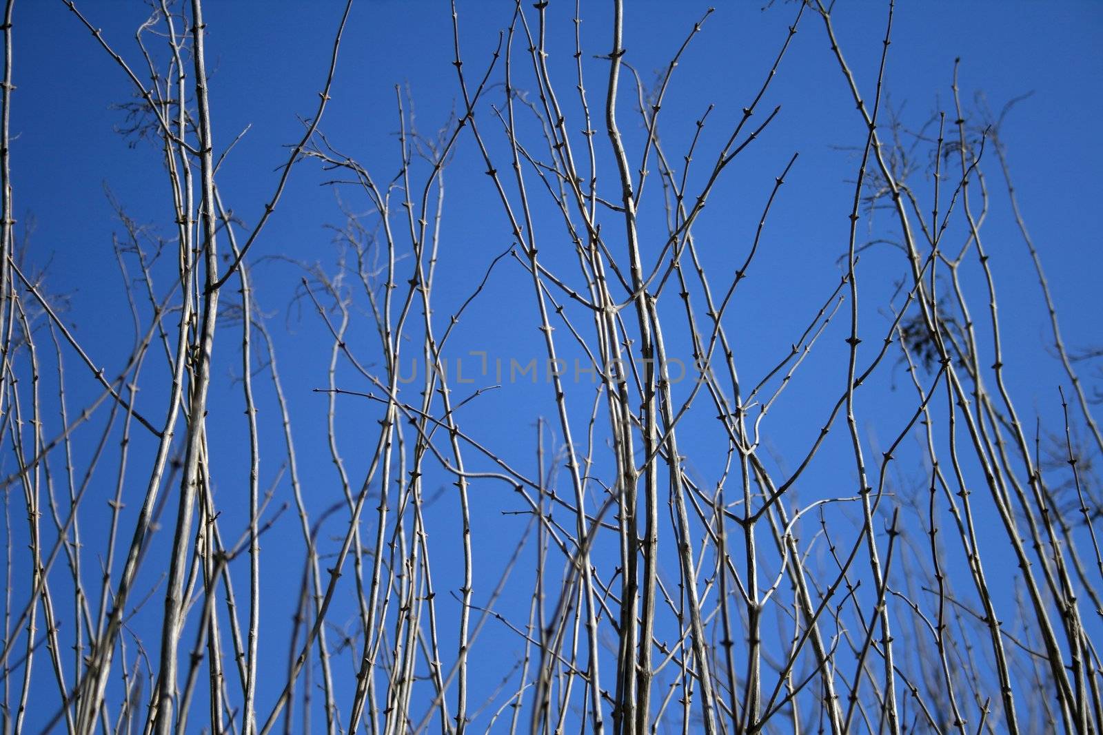 Naked tree branches on a blue sky background.