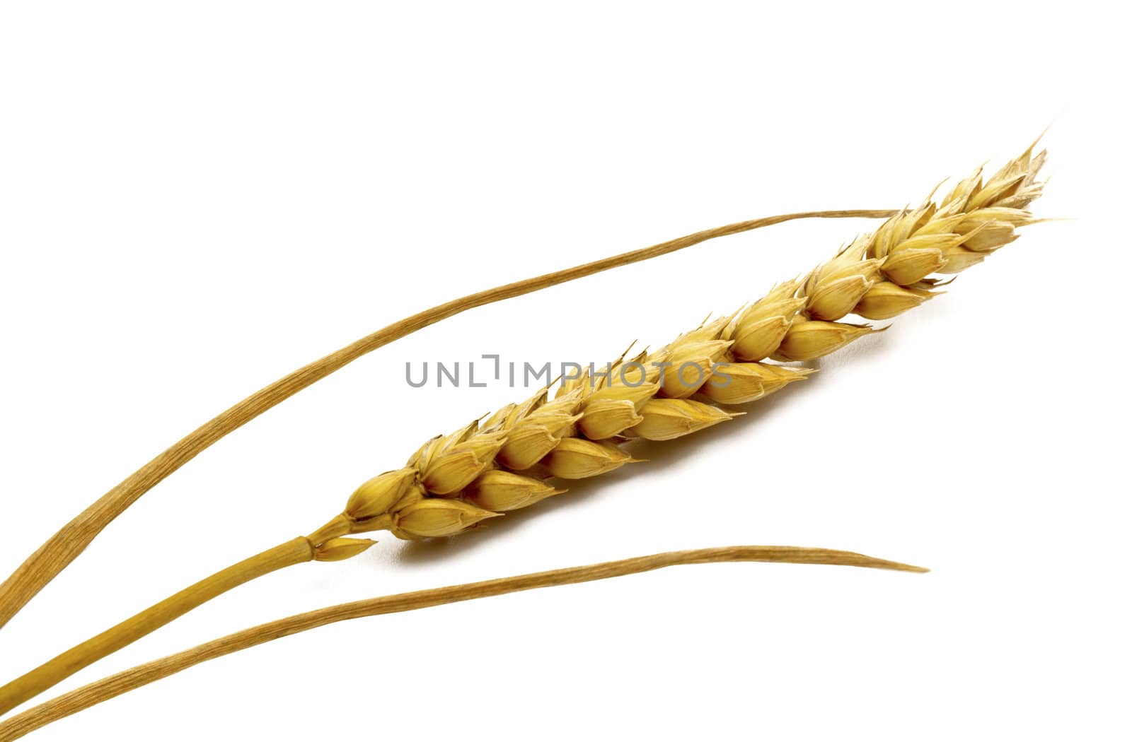 Ear of wheat on the white background with shadow