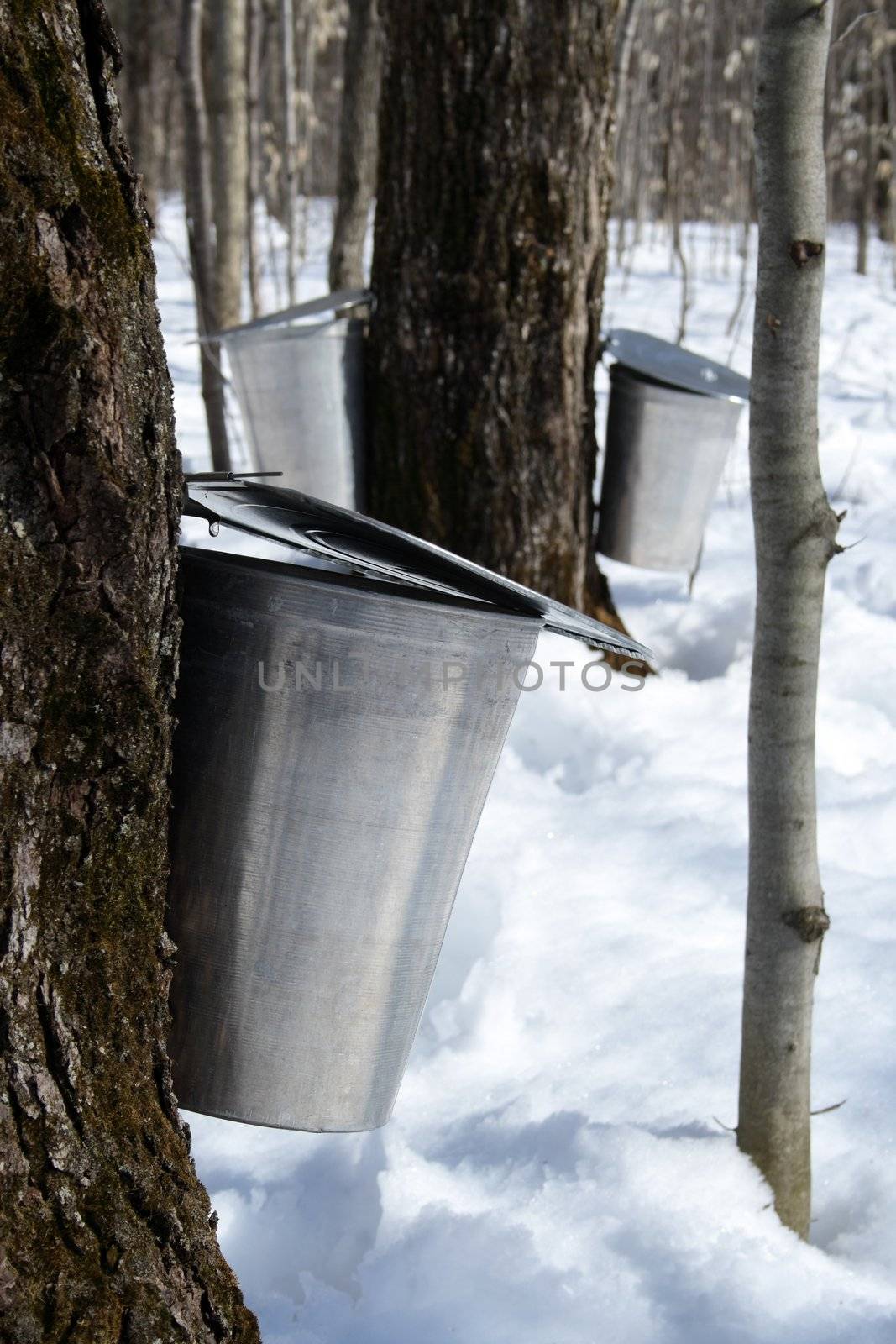 Collecting maple sap to produce syrup by anikasalsera