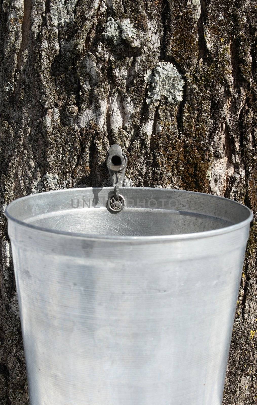 Droplet of sap flowing into a pail to produce maple syrup by anikasalsera