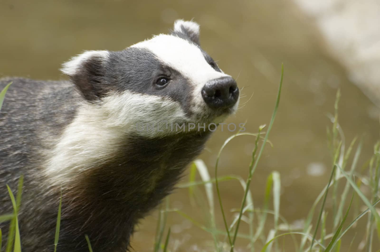 An English Badger in a wildlife park