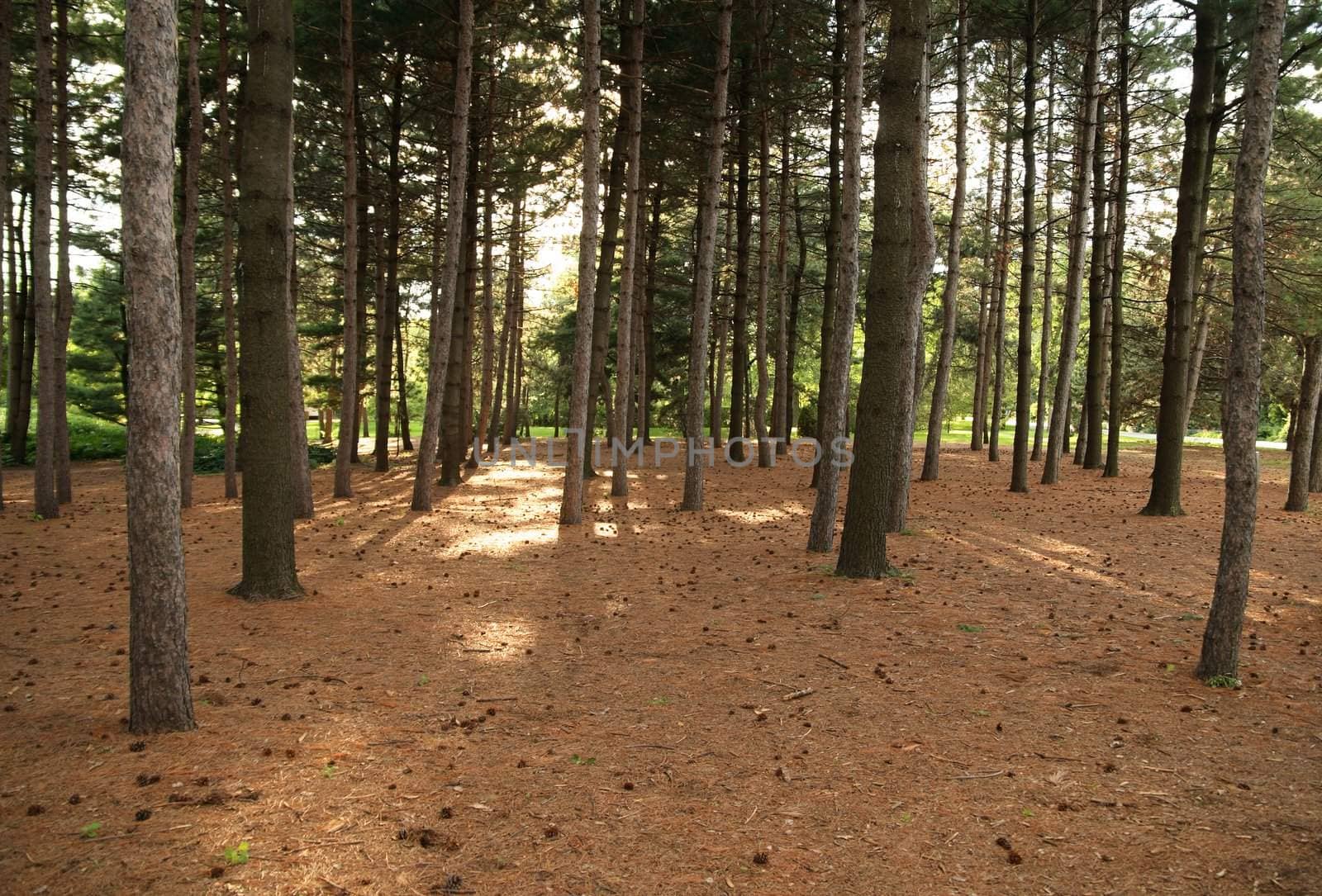 Pine forest in the sunlight during the summertime.