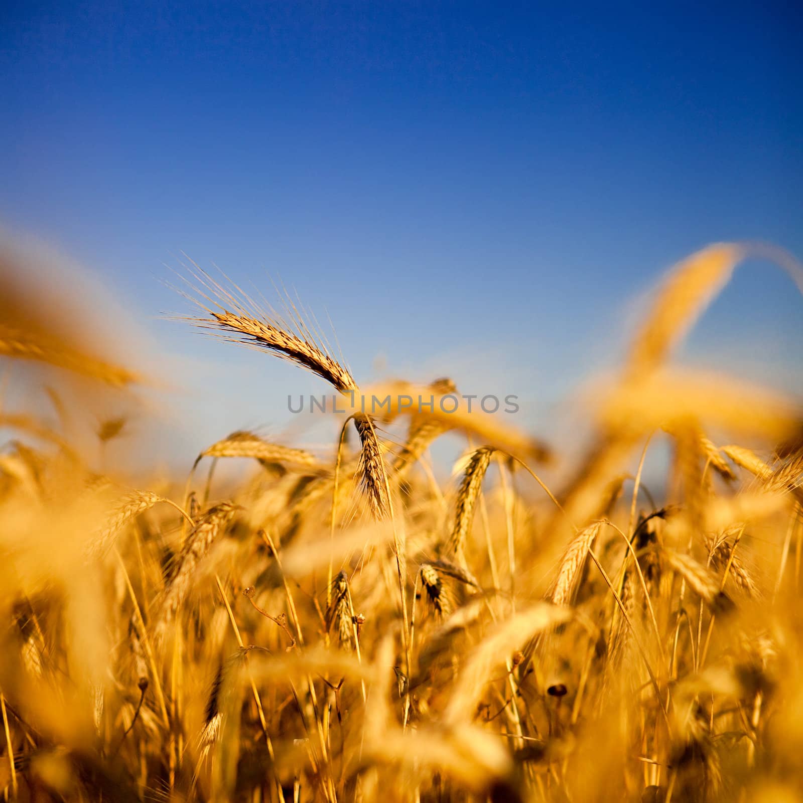 Wheat field by Iko