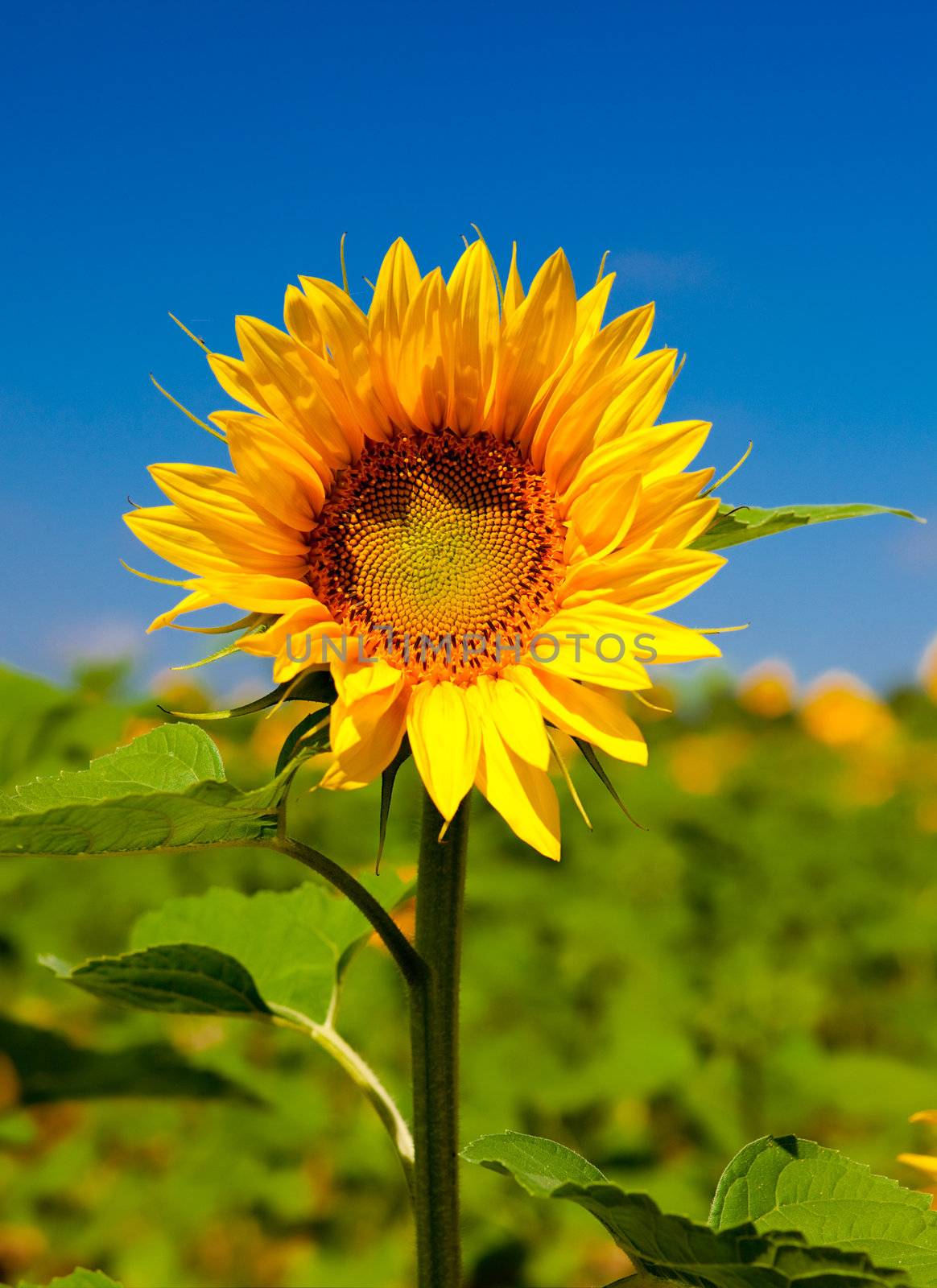 Close-up picture of beautiful and colorful sunflowers