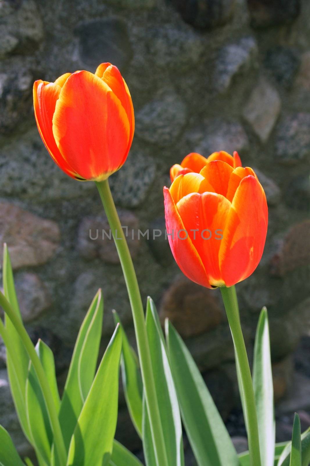 Two red tulips shining under the sun.