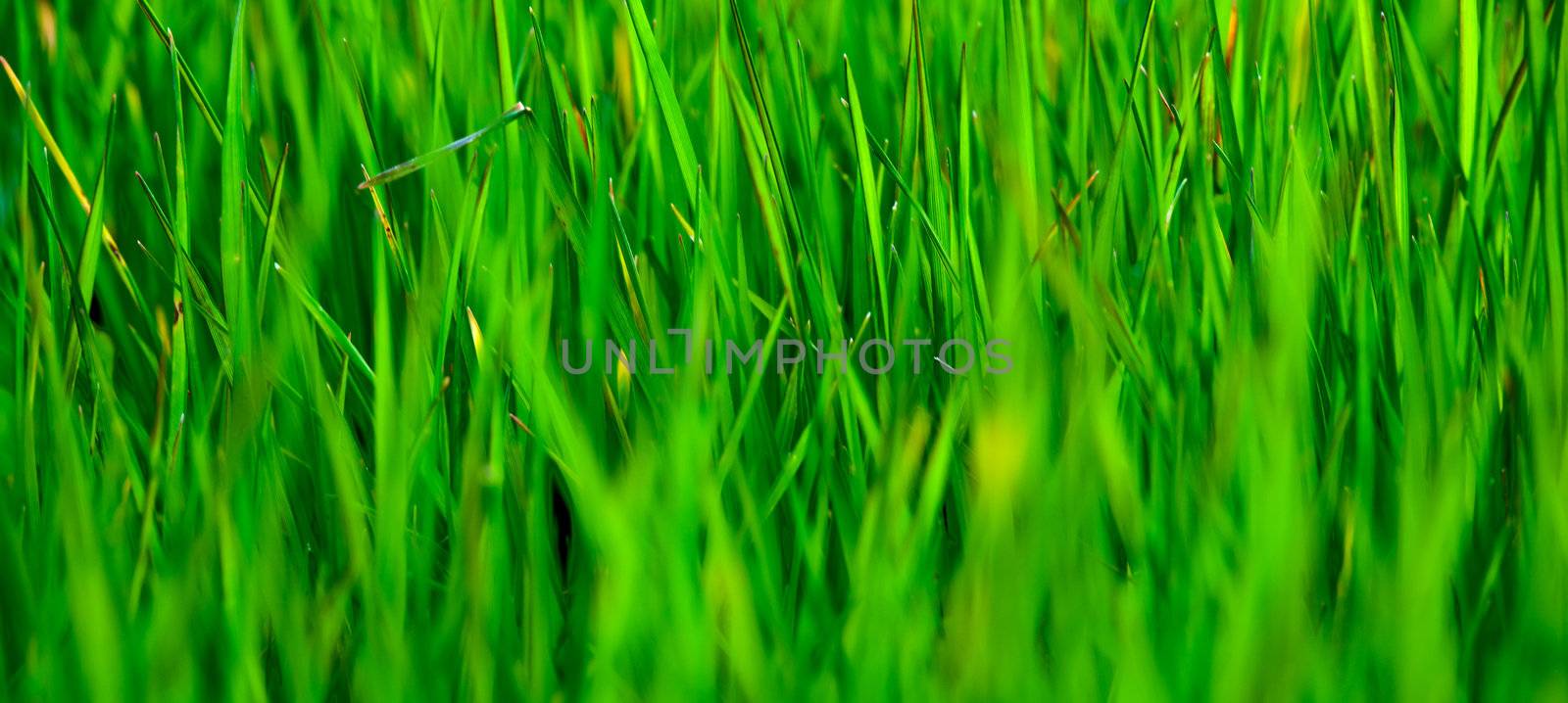 Close-up picture of a panoramic green grass