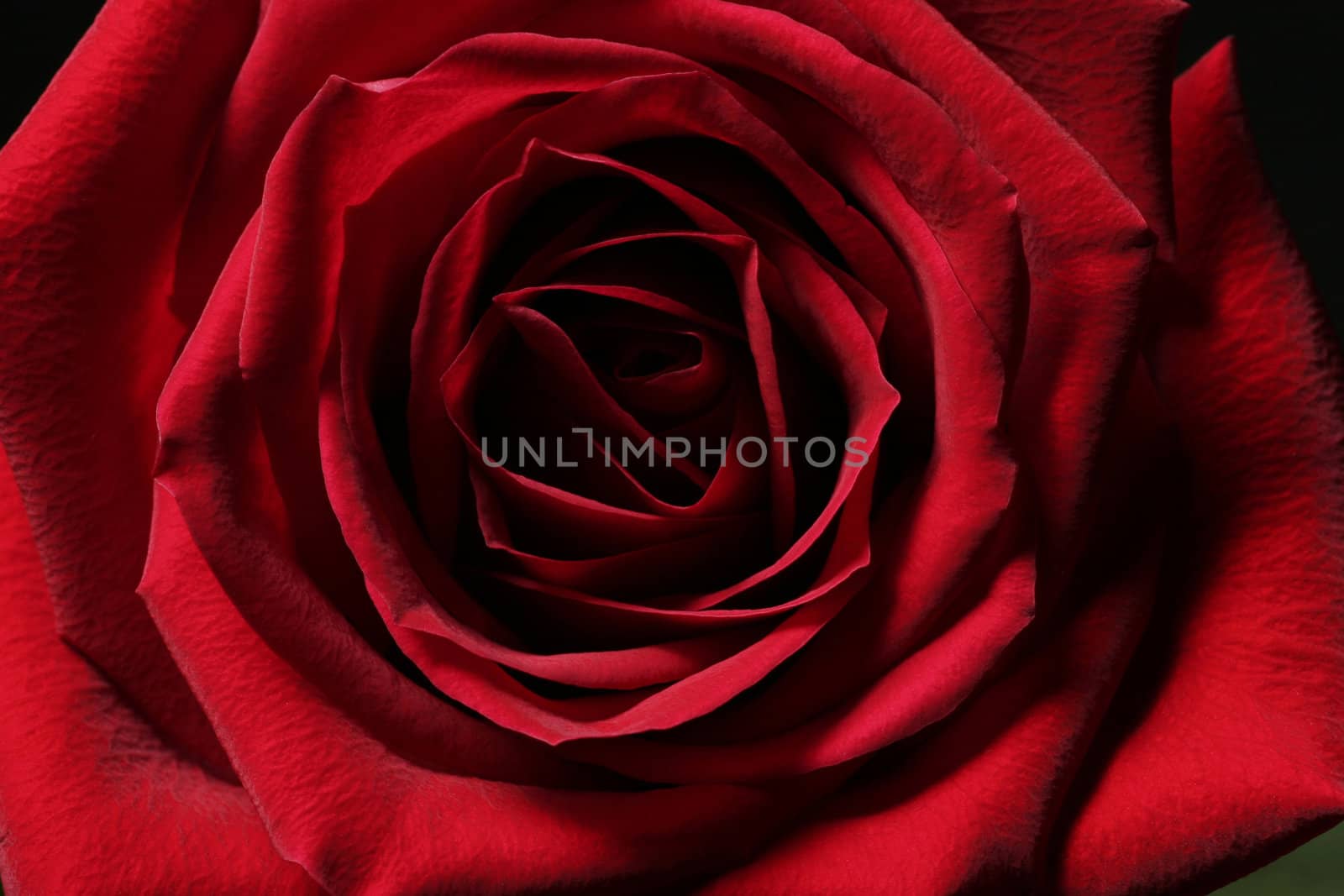 Single Red Rose by thorsten