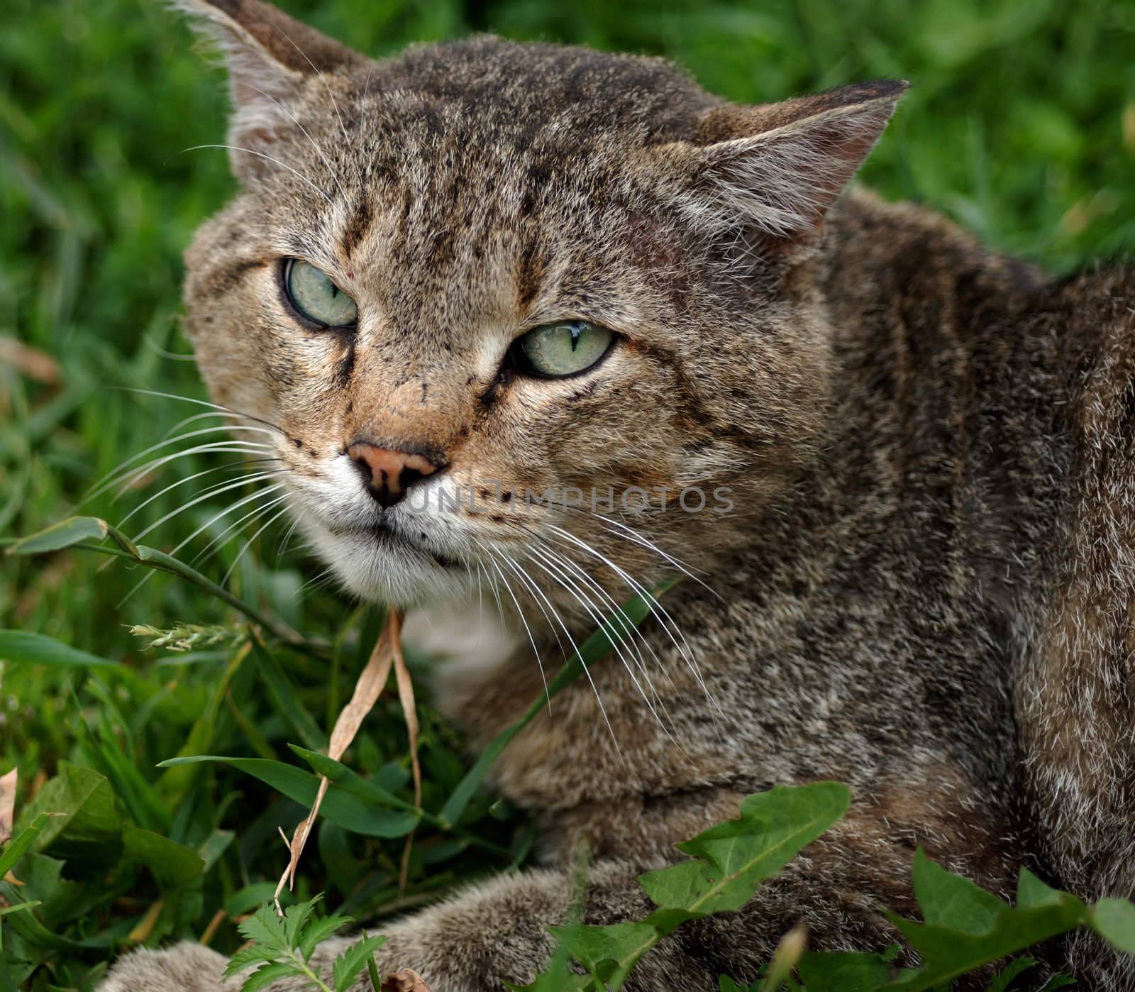 melancholy cat