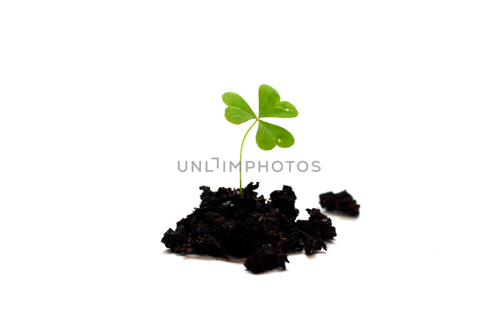 Ioslated shot of three leaf clover in dirt on white background.