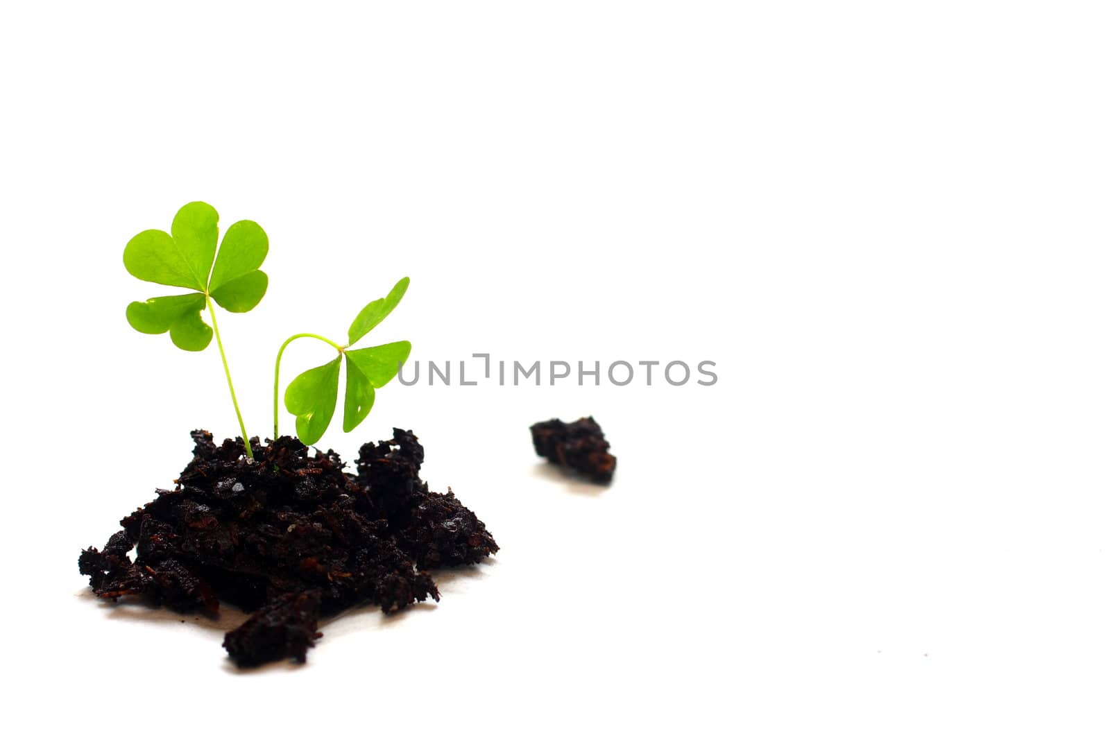 Ioslated shot of three leaf clover in dirt on white background.
