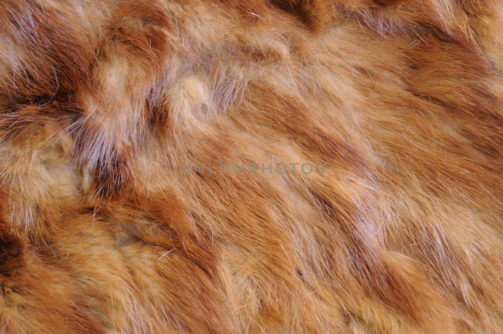 A background of soft red-brown fur in a close-up shot to highlight the texture of the pelt.