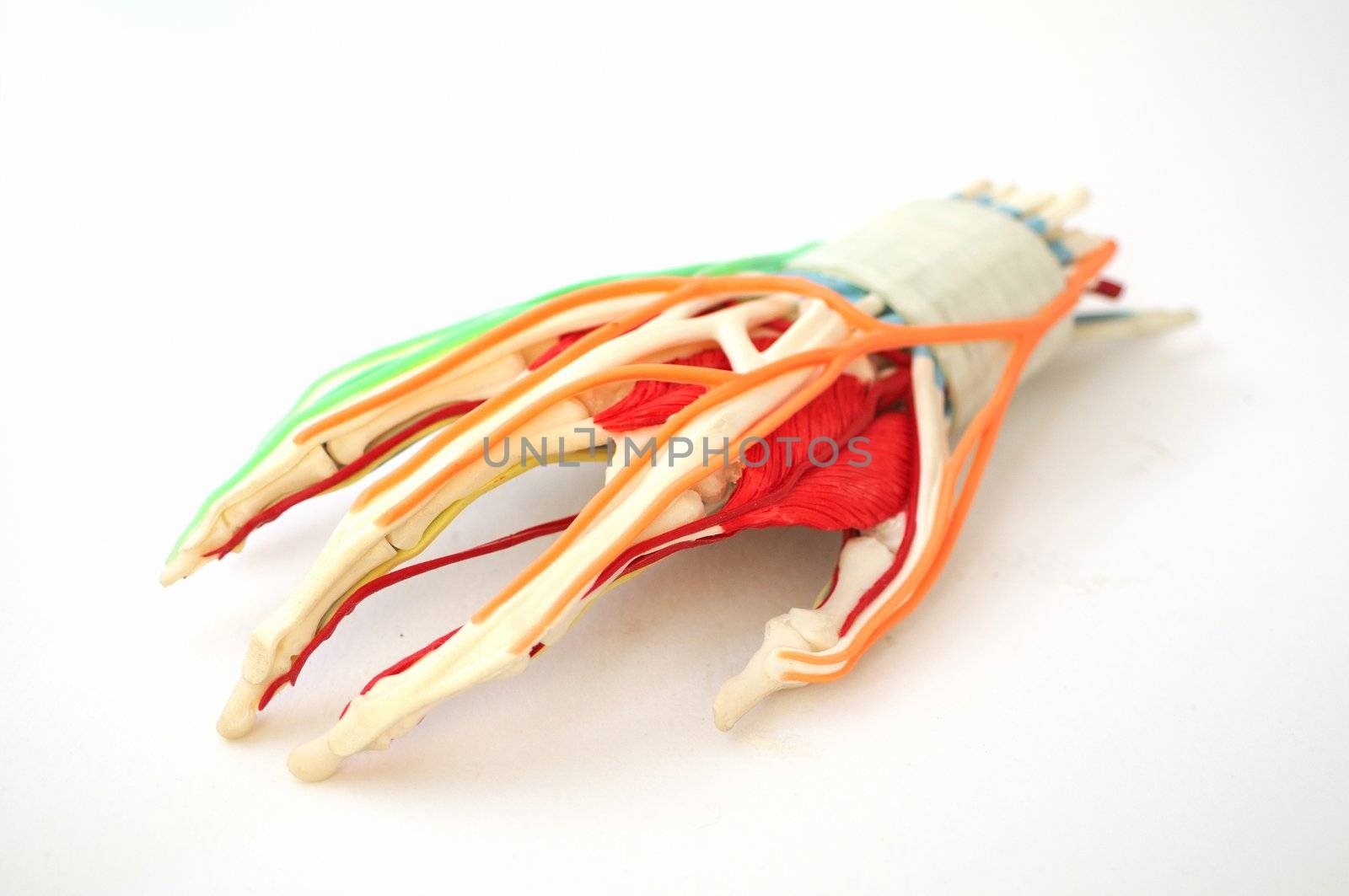 A detailed model of a hand with bones, tendons, blood vessels, and cartilage.