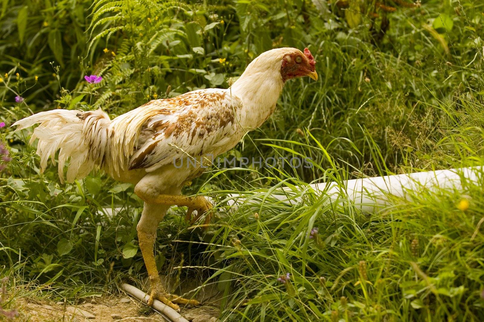 close up on chiken runing in the garden
