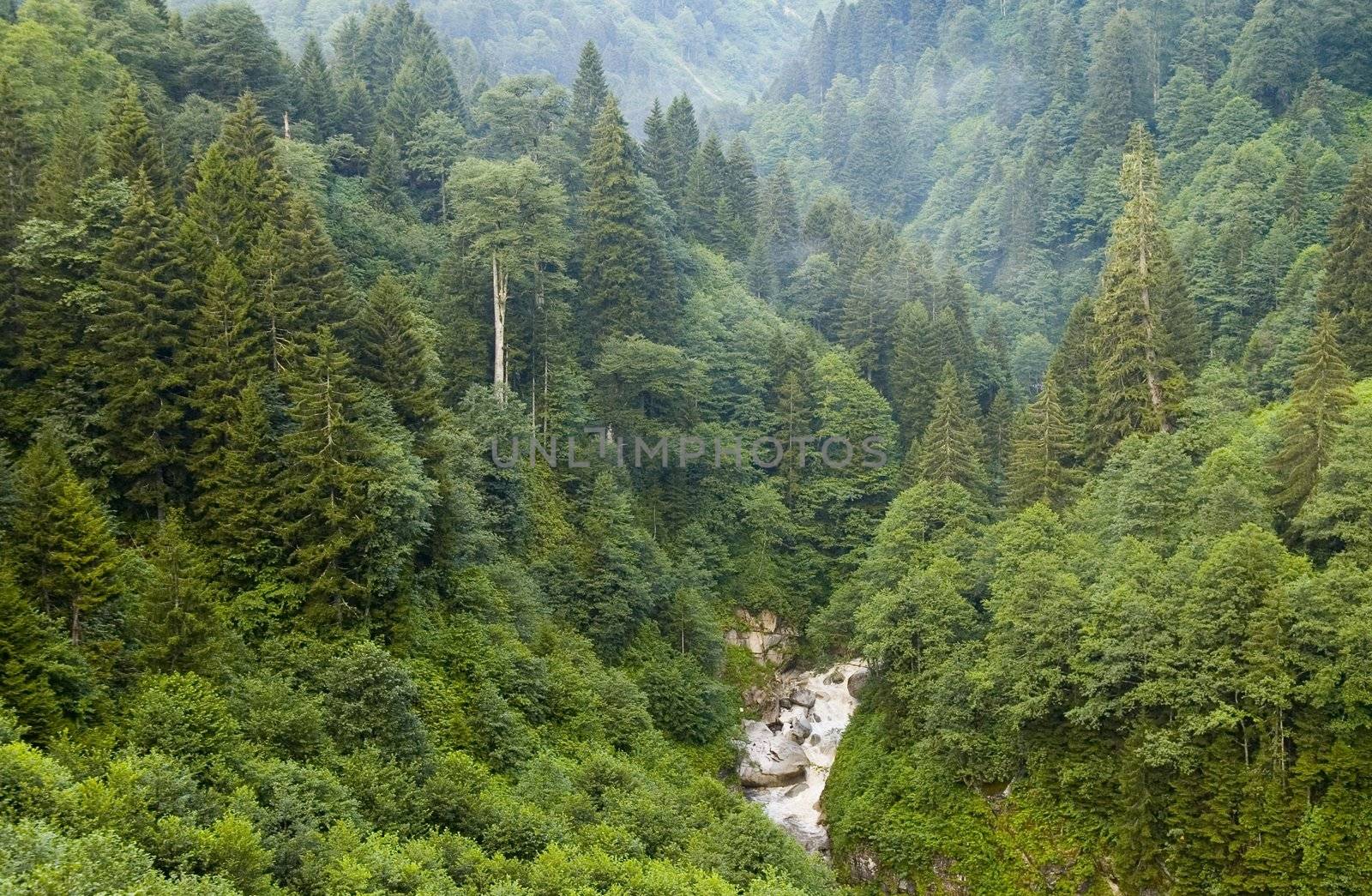 The forest in the Kachkar park in east Turkey