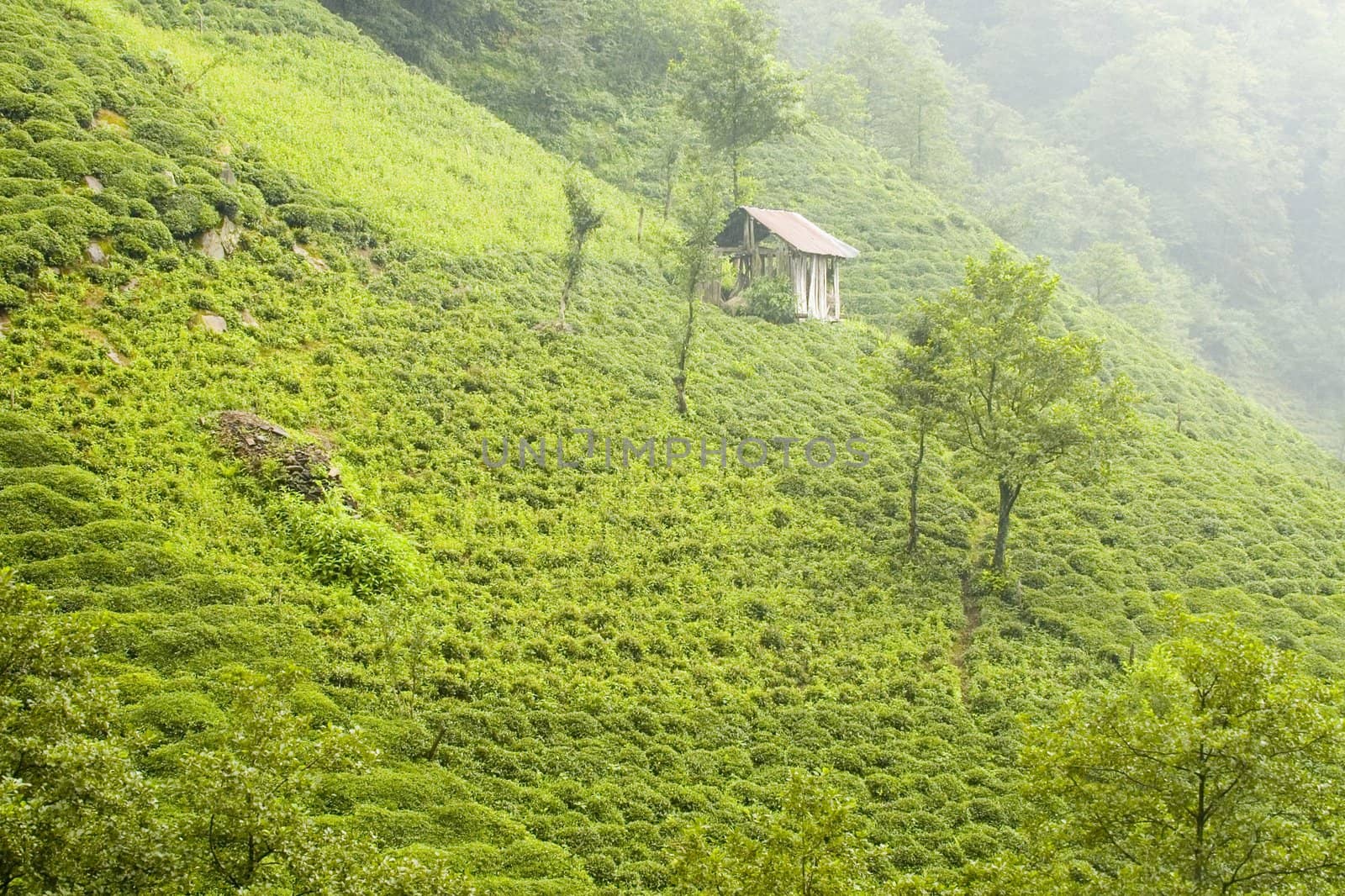 Tea plants on the hills of east Turkey