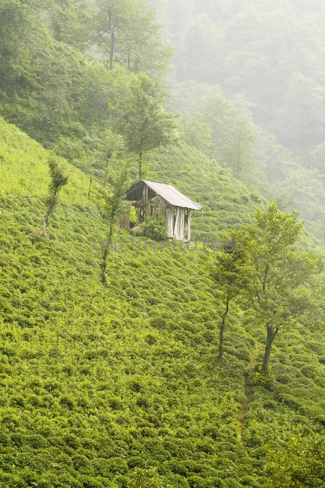 Tea plants on the hills of east Turkey