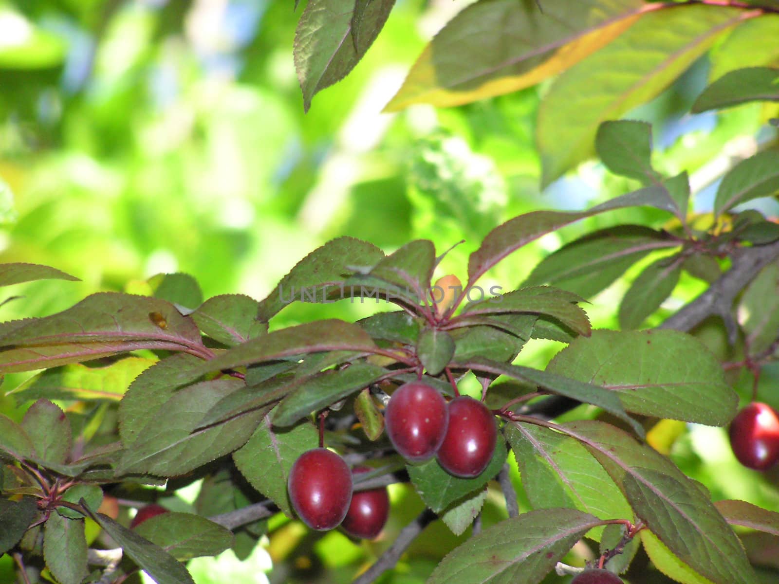 Red berries and green leaves. Close up. Colorful. Background.