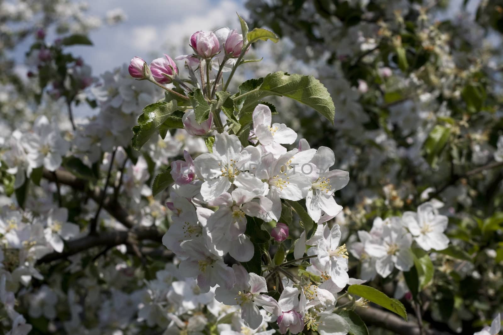 Apple tree blossom