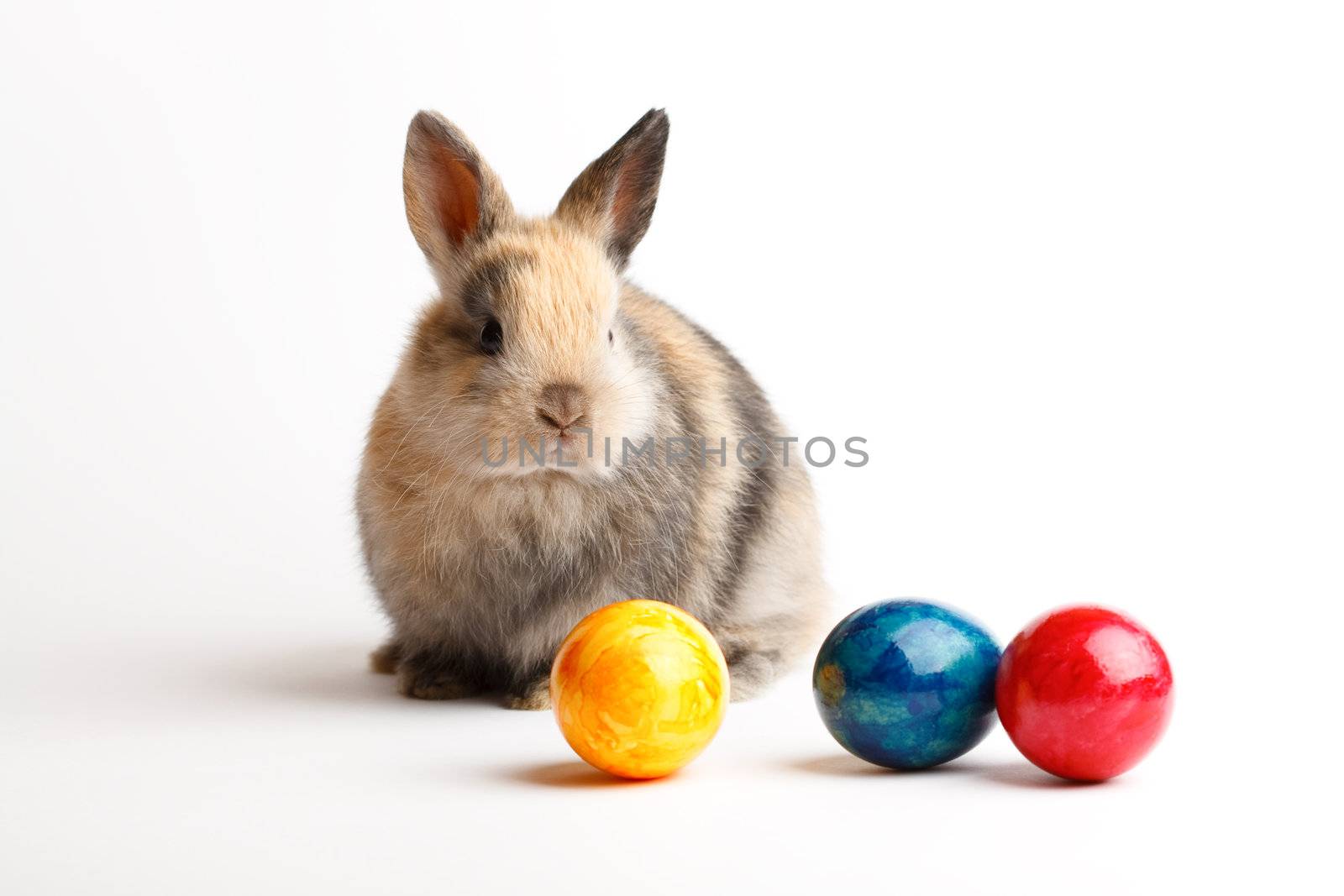 A rabbit with easter eggs isolated on white background