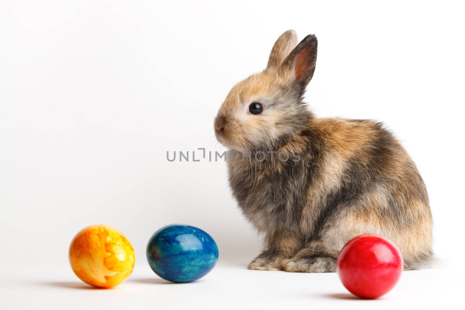 A rabbit with easter eggs isolated on white background