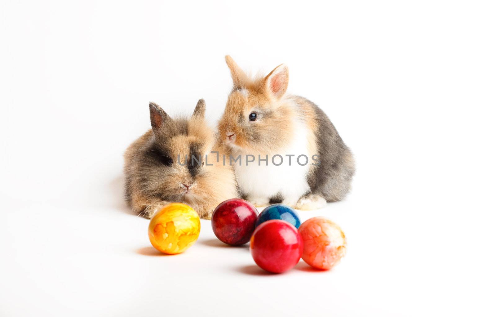 Two young rabbits with easter eggs isolated on white background