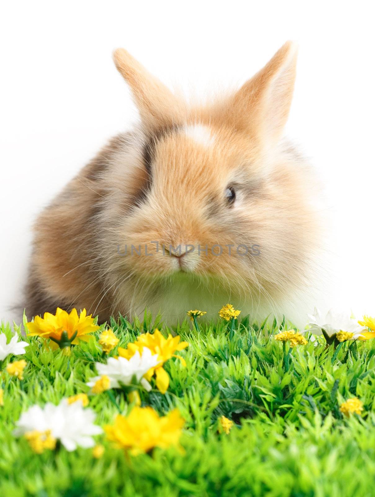 A rabbit with grass isolated on white background